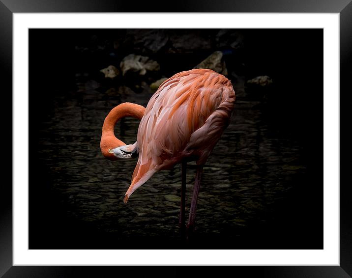 Flamingo  Framed Mounted Print by Gail Johnson