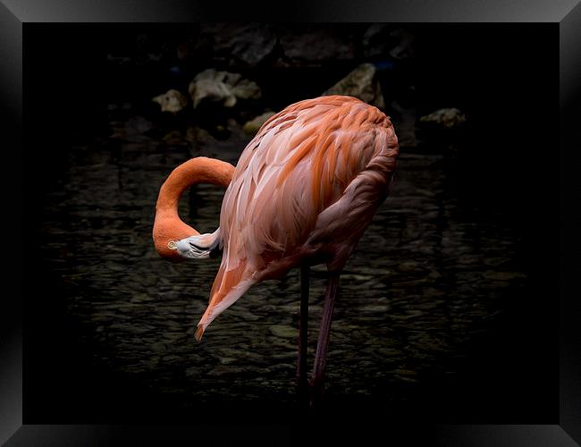 Flamingo  Framed Print by Gail Johnson