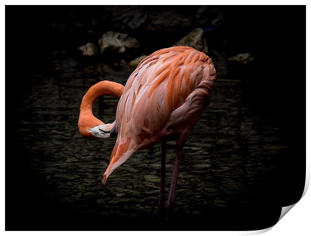 Flamingo  Print by Gail Johnson