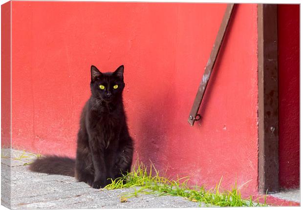 Cat and red wall Canvas Print by Gail Johnson