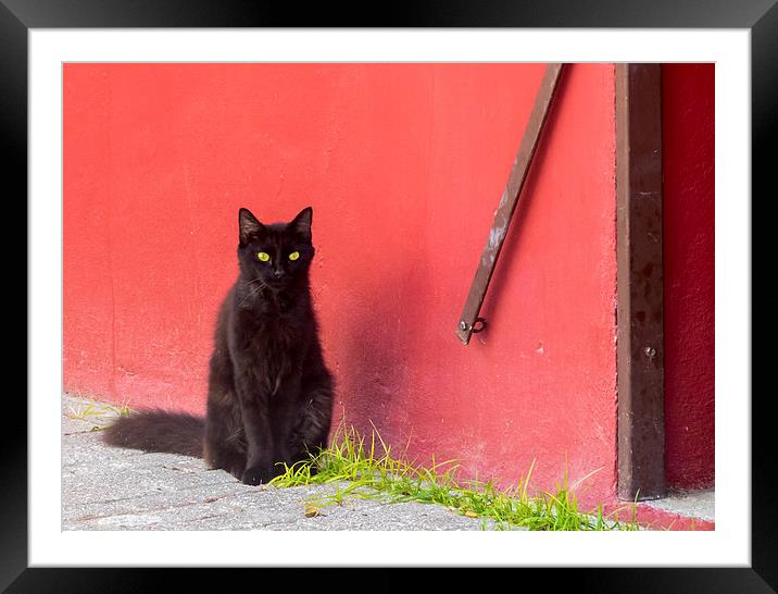Cat and red wall Framed Mounted Print by Gail Johnson