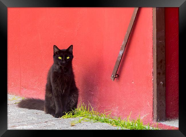 Cat and red wall Framed Print by Gail Johnson