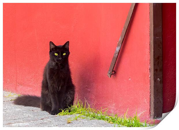Cat and red wall Print by Gail Johnson