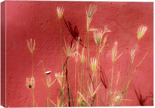 red and grasses Canvas Print by Gail Johnson