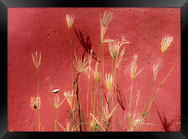 red and grasses Framed Print by Gail Johnson