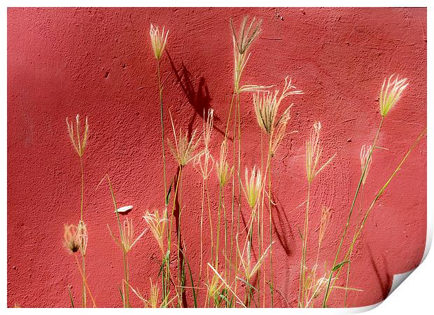 red and grasses Print by Gail Johnson