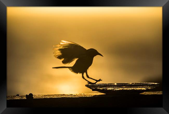 Birds in flight at sunset Framed Print by Gail Johnson