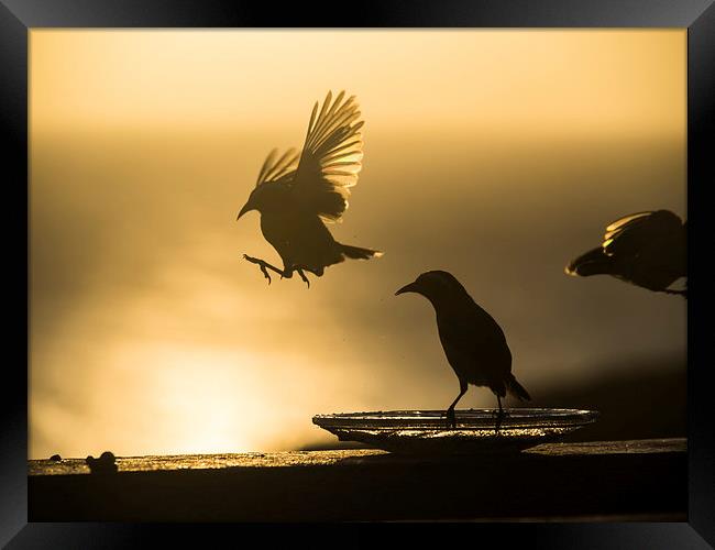 Birds in flight at sunset Framed Print by Gail Johnson