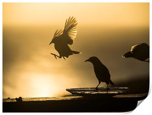 Birds in flight at sunset Print by Gail Johnson