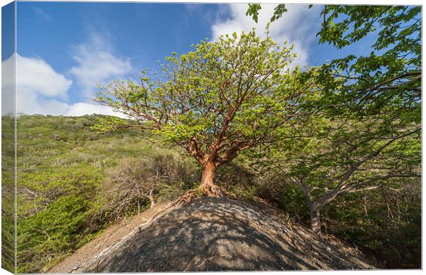 Walking above Lagun Canvas Print by Gail Johnson