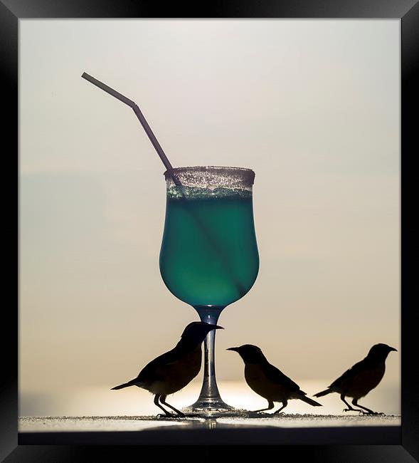 Blue Curacao Drink and birds Framed Print by Gail Johnson
