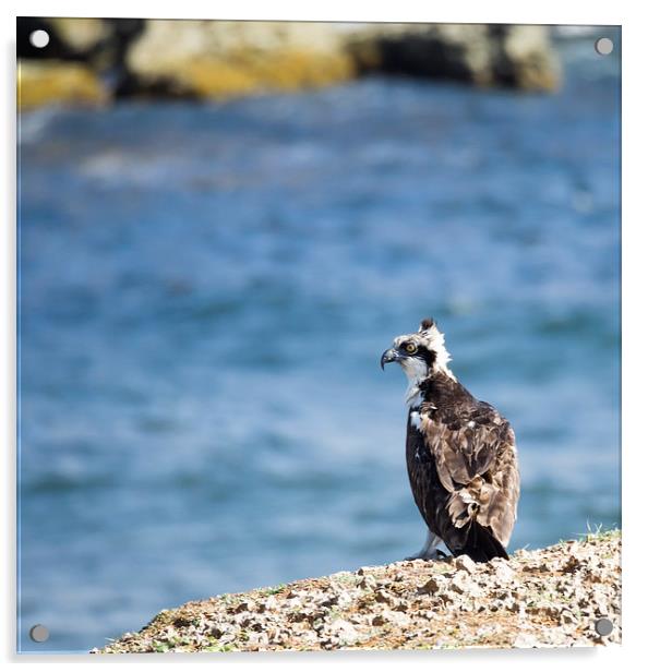 Osprey Bird of prey Acrylic by Gail Johnson