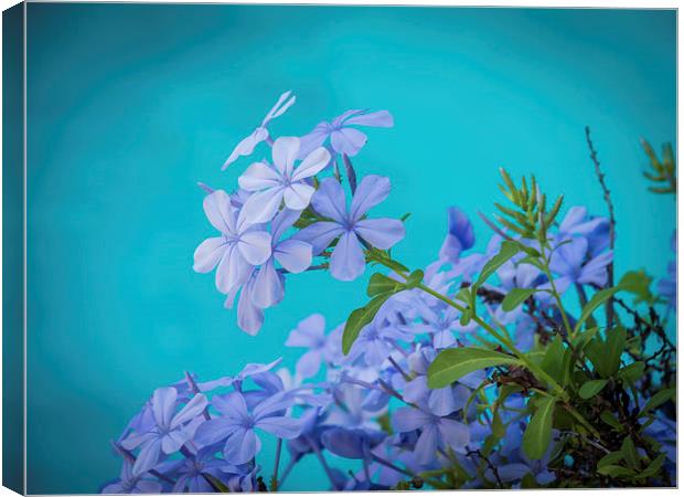 Views around Wilemstad - blue Canvas Print by Gail Johnson