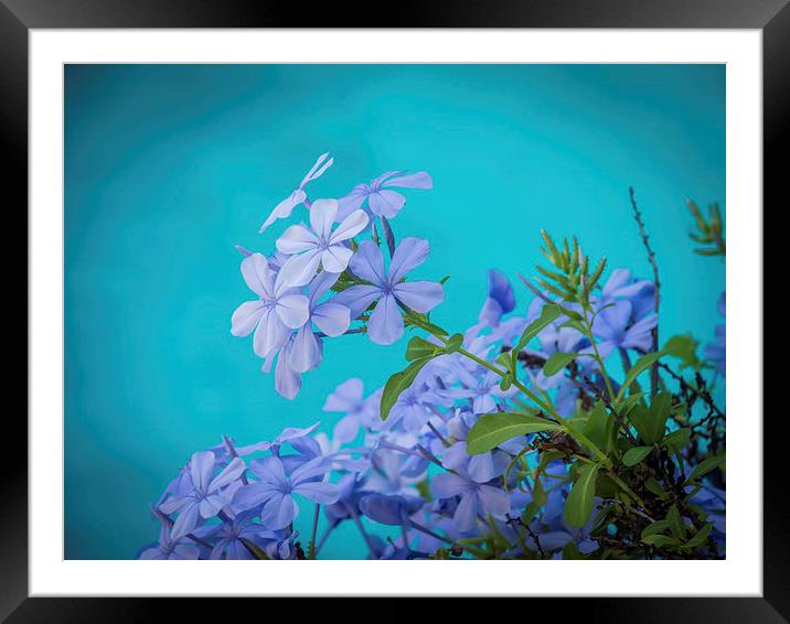 Views around Wilemstad - blue Framed Mounted Print by Gail Johnson