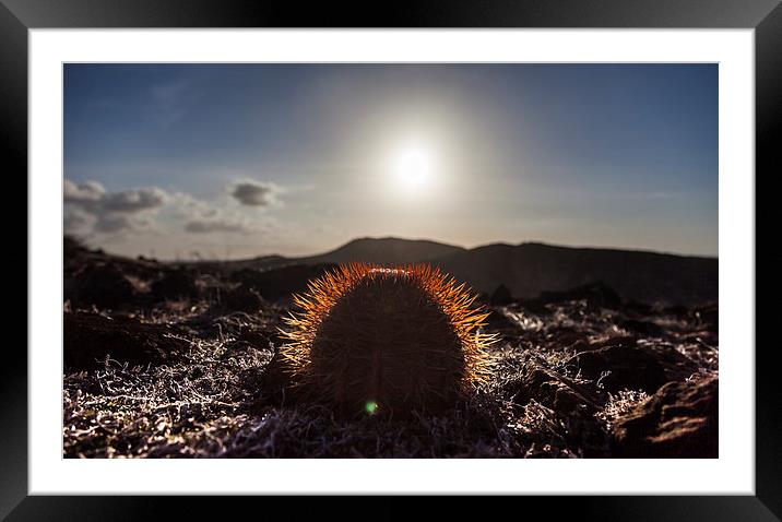 Sunset and cactus Framed Mounted Print by Gail Johnson
