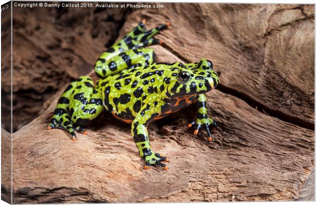 Oriental fire-bellied toad Canvas Print by Danny Callcut