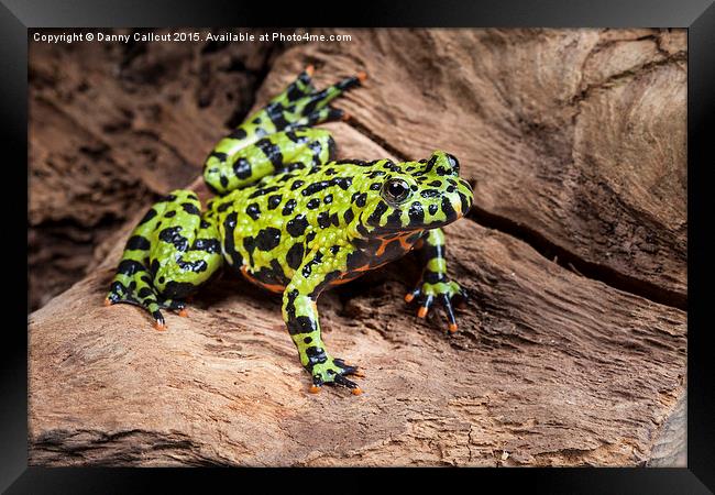 Oriental fire-bellied toad Framed Print by Danny Callcut