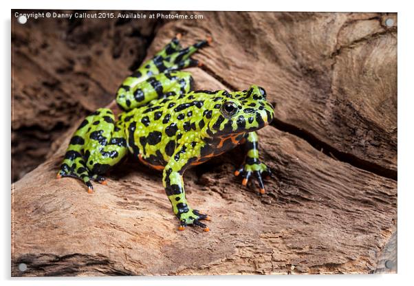Oriental fire-bellied toad Acrylic by Danny Callcut