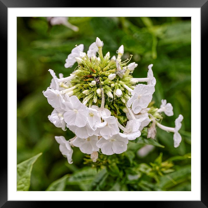 White flowers after rain Framed Mounted Print by Adrian Bud