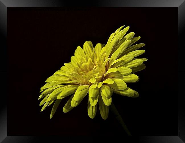  Fake Flower Framed Print by Bruce Glasser