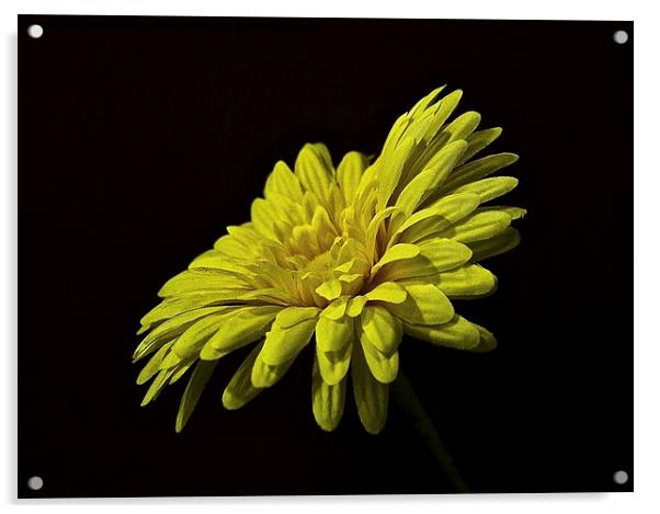  Fake Flower Acrylic by Bruce Glasser