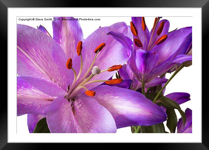 Purple Lillies Framed Mounted Print by Steve Smith