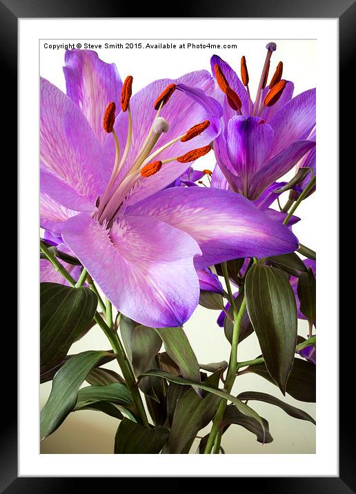 Purple Lilly Portrait Framed Mounted Print by Steve Smith