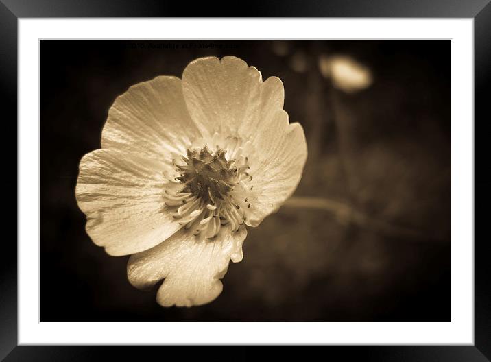 Buttercup on a Springtime Morning Framed Mounted Print by Julian Bound