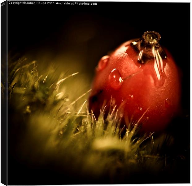  Red Berry with Raindrop Canvas Print by Julian Bound