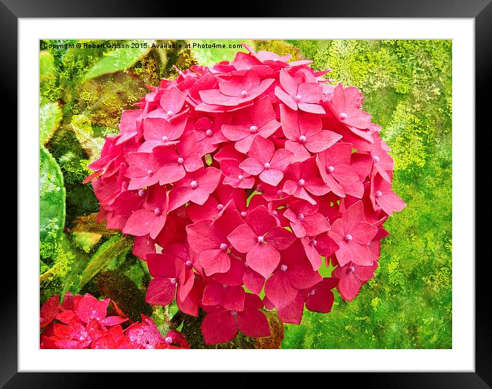 Pink Hydrangea flower on textured background Framed Mounted Print by Robert Gipson