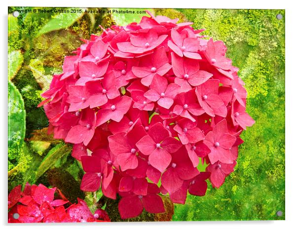 Pink Hydrangea flower on textured background Acrylic by Robert Gipson