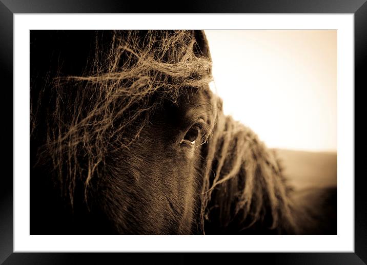  Portrait of a horse in sepia Framed Mounted Print by Julian Bound