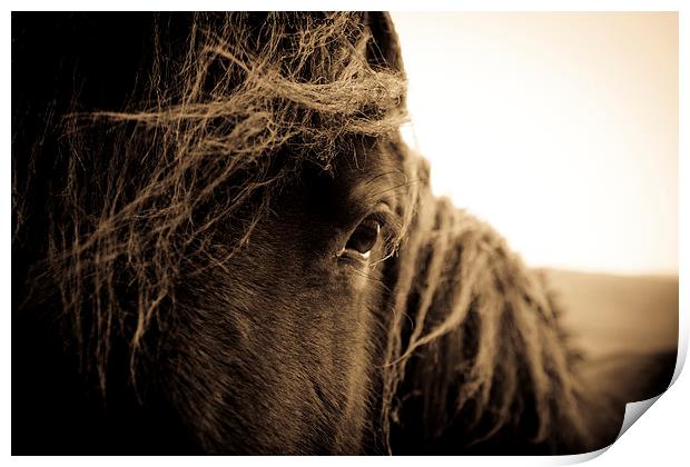  Portrait of a horse in sepia Print by Julian Bound