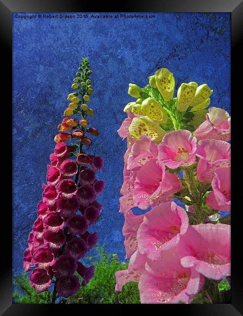   Two Foxglove flowers with textured background Framed Print by Robert Gipson