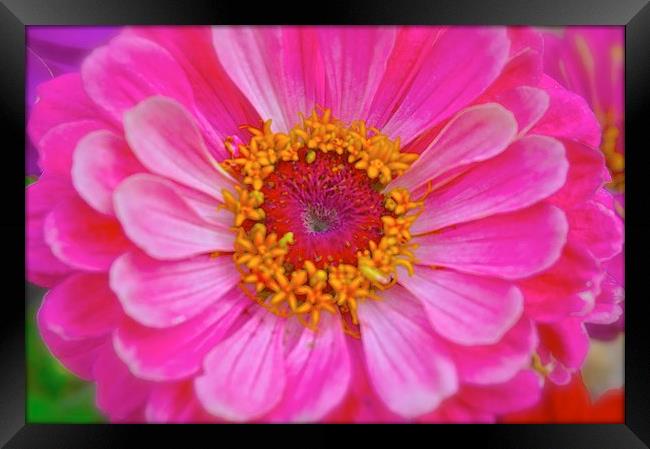  Zinnia Flower Framed Print by Sue Bottomley