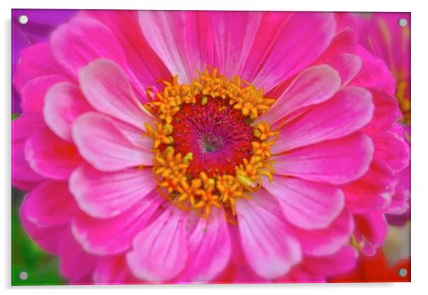  Zinnia Flower Acrylic by Sue Bottomley