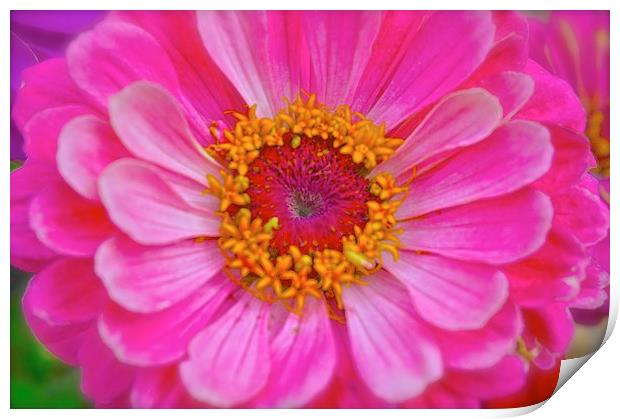  Zinnia Flower Print by Sue Bottomley