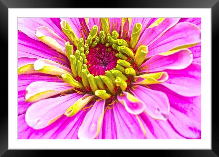 Zinnia Bright Flower  Framed Mounted Print by Sue Bottomley