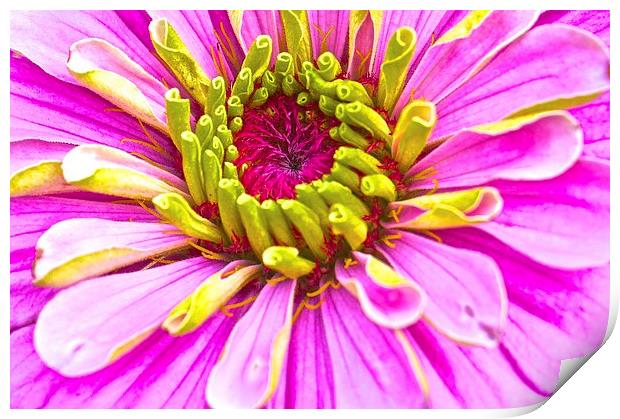 Zinnia Bright Flower  Print by Sue Bottomley