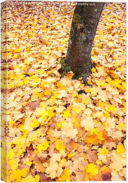 Autumn Leaves Canvas Print by Danny Callcut