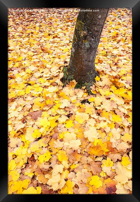 Autumn Leaves Framed Print by Danny Callcut