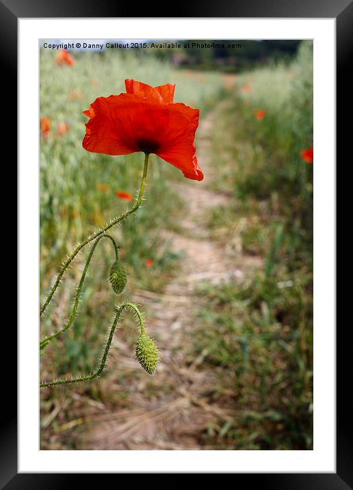 Common Red Poppy Framed Mounted Print by Danny Callcut