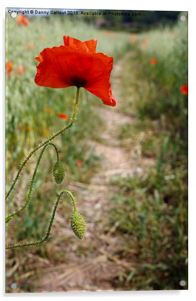 Common Red Poppy Acrylic by Danny Callcut