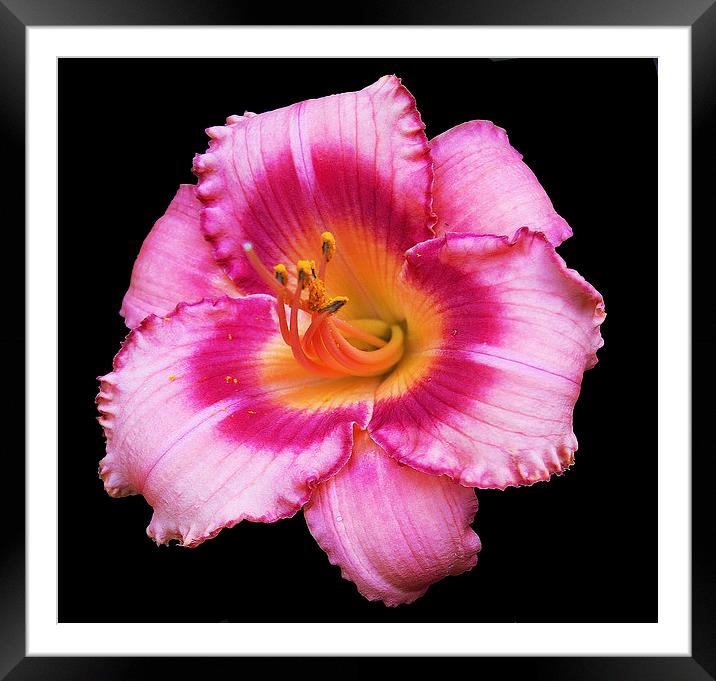  Colorful Lily Framed Mounted Print by james balzano, jr.