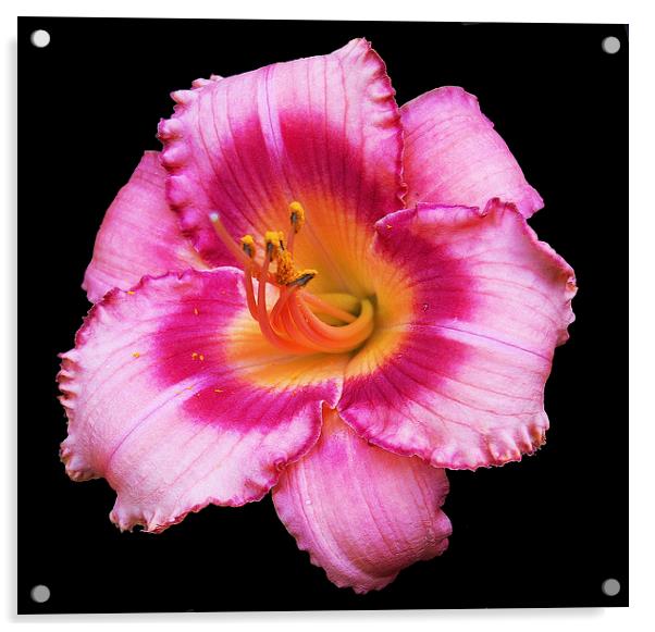  Colorful Lily Acrylic by james balzano, jr.