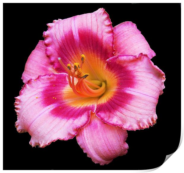  Colorful Lily Print by james balzano, jr.