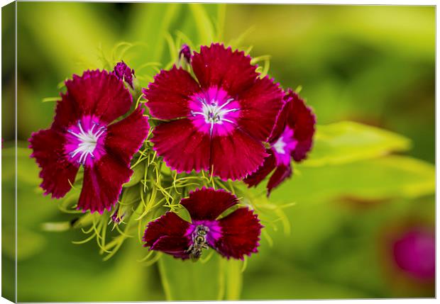 Sweet William Flowers On A Green Background Canvas Print by Tanya Hall