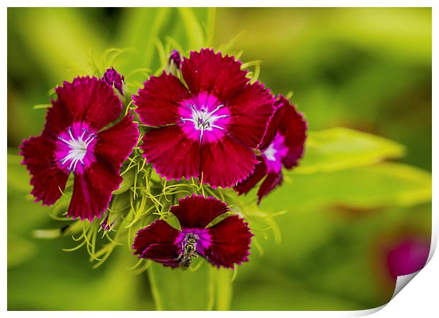 Sweet William Flowers On A Green Background Print by Tanya Hall