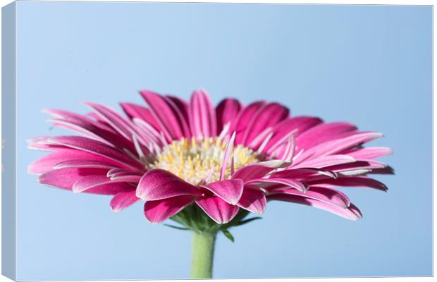Pink Gerbera On Blue Canvas Print by Steve Purnell