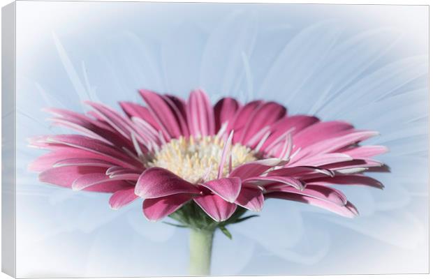 Soft And Dreamy Canvas Print by Steve Purnell